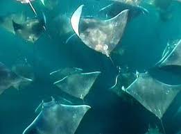 sea bats