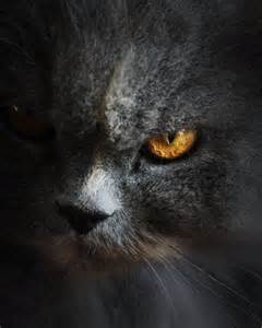 angry cat 2